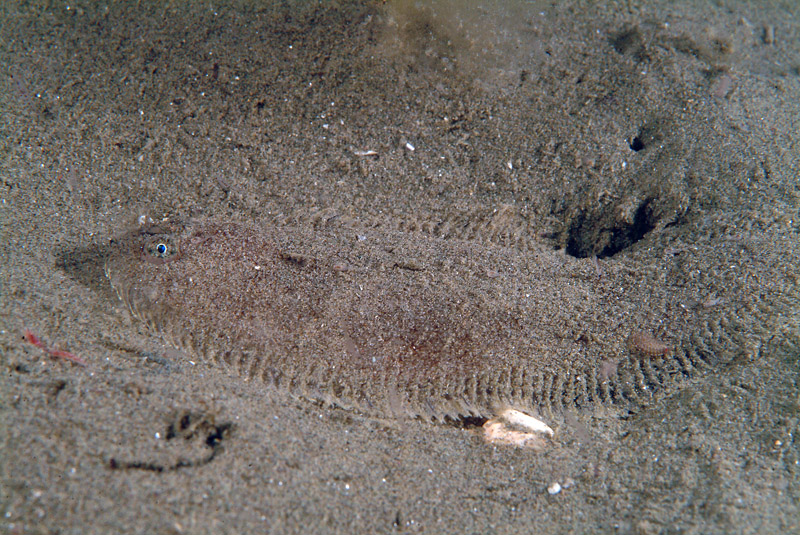 Buglossidium luteum (Risso, 1810)